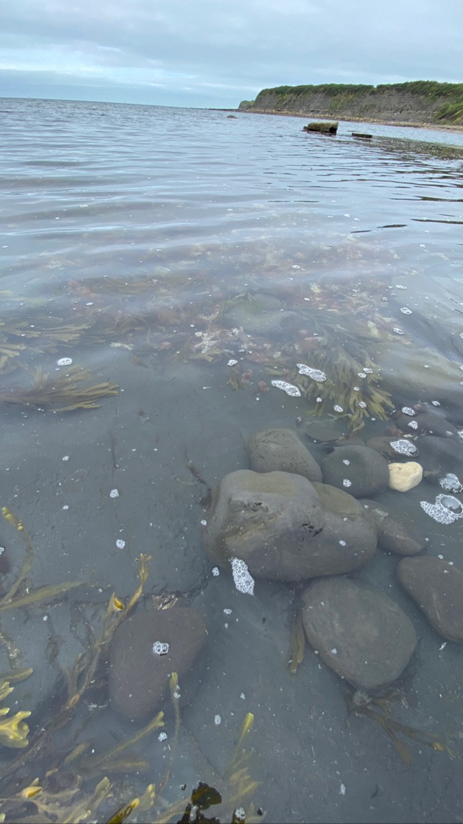 Fossils in Kimmeridge